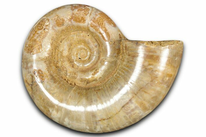 Jurassic Ammonite (Hemilytoceras) Fossil - Madagascar #349148
